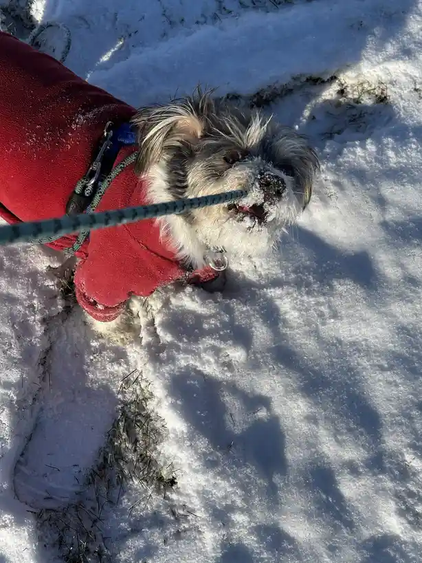 A small, fluffy dog wearing a red winter coat stands in snow, its face and nose covered in snowflakes, while holding a blue…
