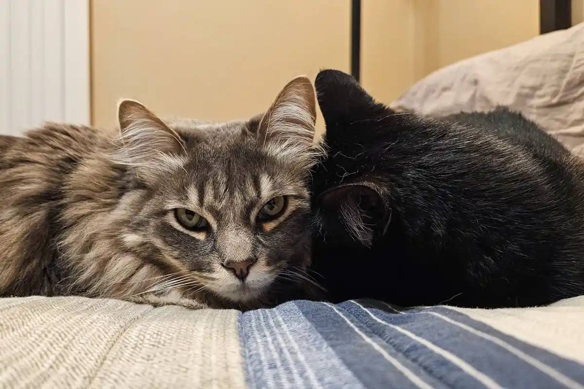 A fluffy gray tabby cat with a stern, unamused expression lies on a bed next to a black cat that is cuddling against it. The…