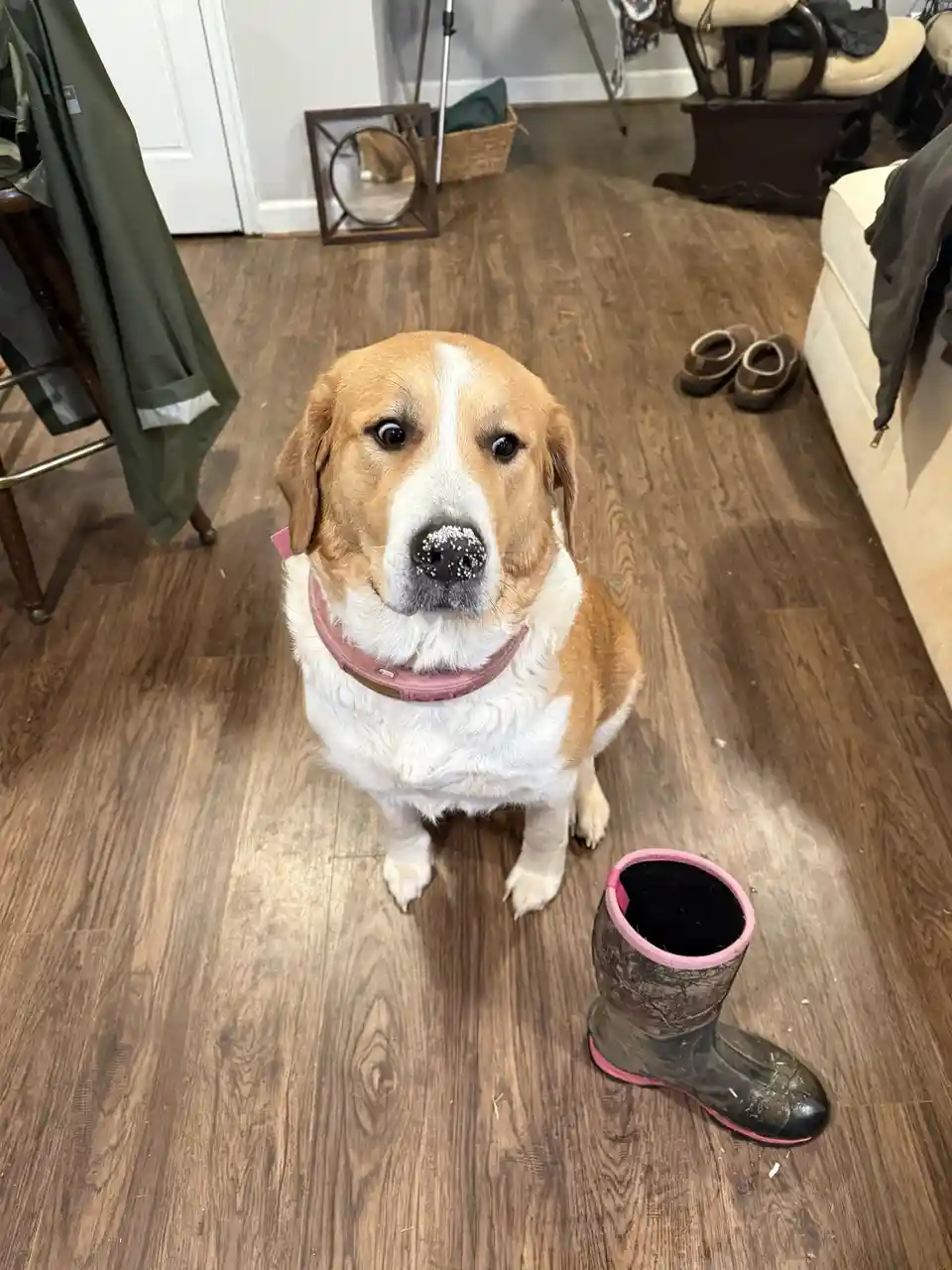 A tan and white dog with a pink collar sits on a wooden floor looking directly at the camera, its nose covered in white snow…
