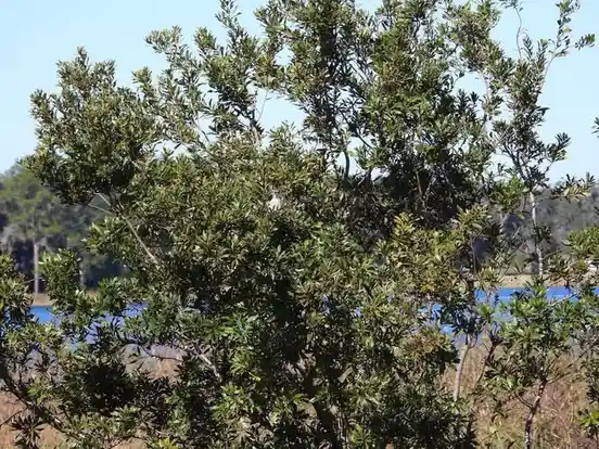 A small bird is partially obscured by dense green foliage in a tree, with a body of water and distant trees visible in the…