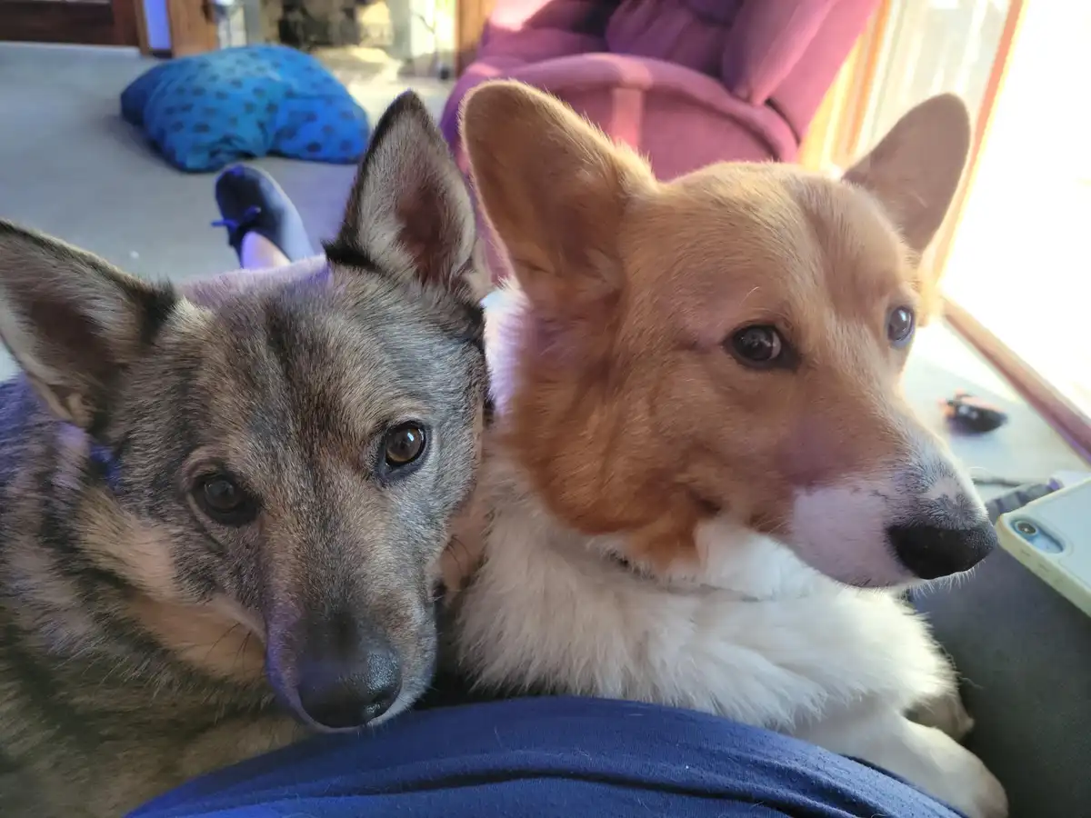 Adorable pups in action!