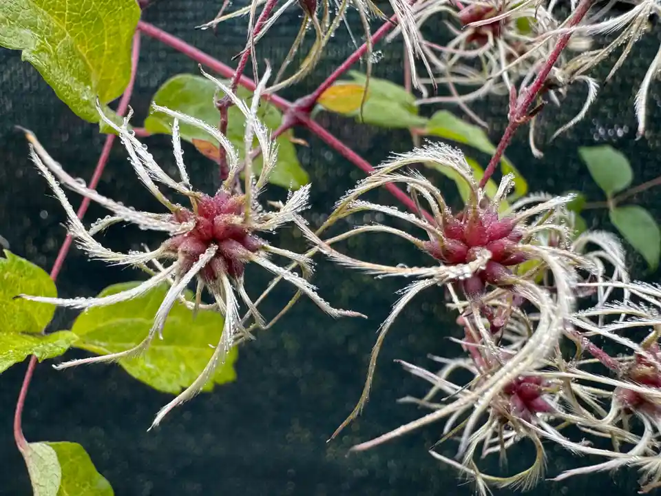 A close-up photo shows dried, feathery seed heads of a plant, possibly clematis, covered in dewdrops, with green leaves and…