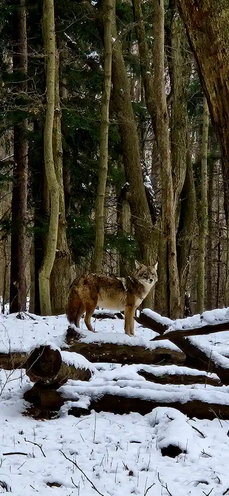 The Cunning Coyote: Nature's Trickster