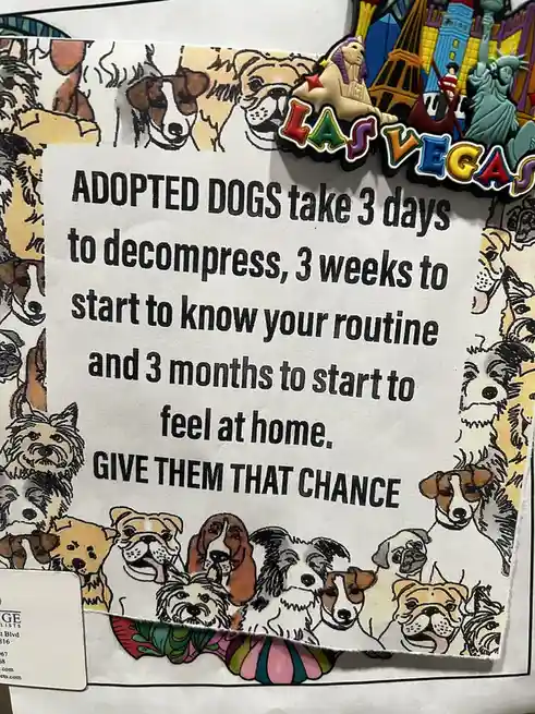 A printed sign with a border of illustrated dog faces, stating that adopted dogs need 3 days to decompress, 3 weeks to know…