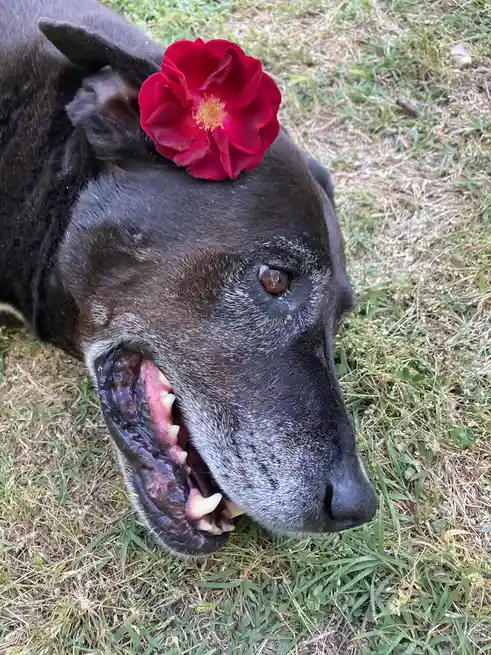 A close-up photo shows a black dog lying on grass with a bright red rose placed on its head. The dog's mouth is open…