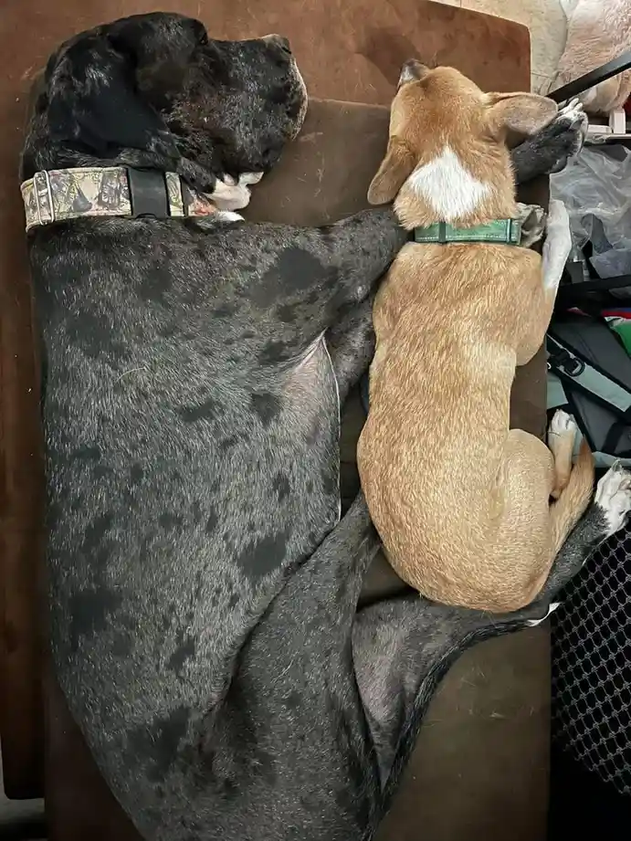 Two dogs are sleeping on a brown couch; a large spotted dog lies on its side with its head resting on the armrest, while a…