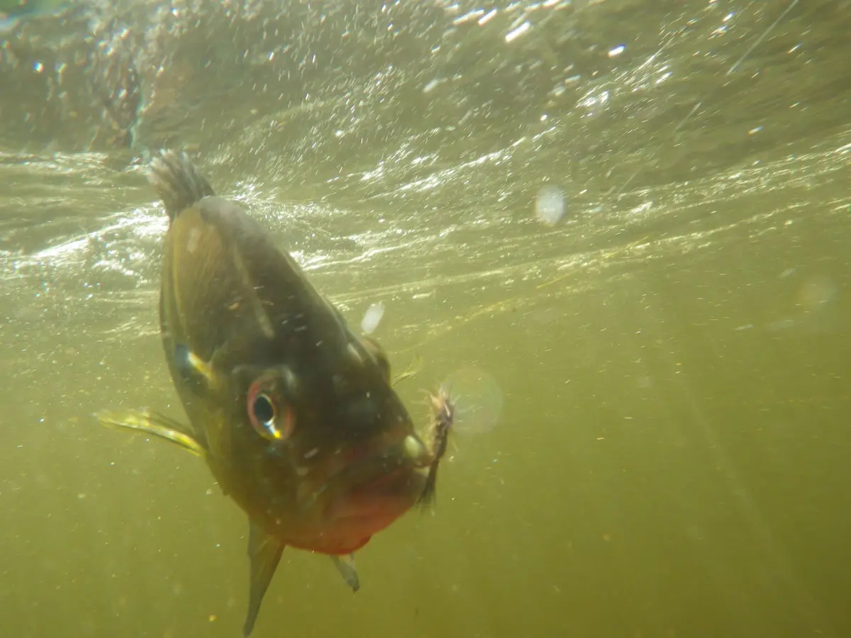 An underwater photo shows a fish with a fishing lure in its mouth, looking directly at the camera. The fish has a dark body…