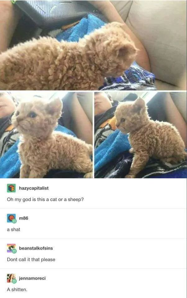Which Picture Will Be My Thumbnail? Imgur, You're So Wild!