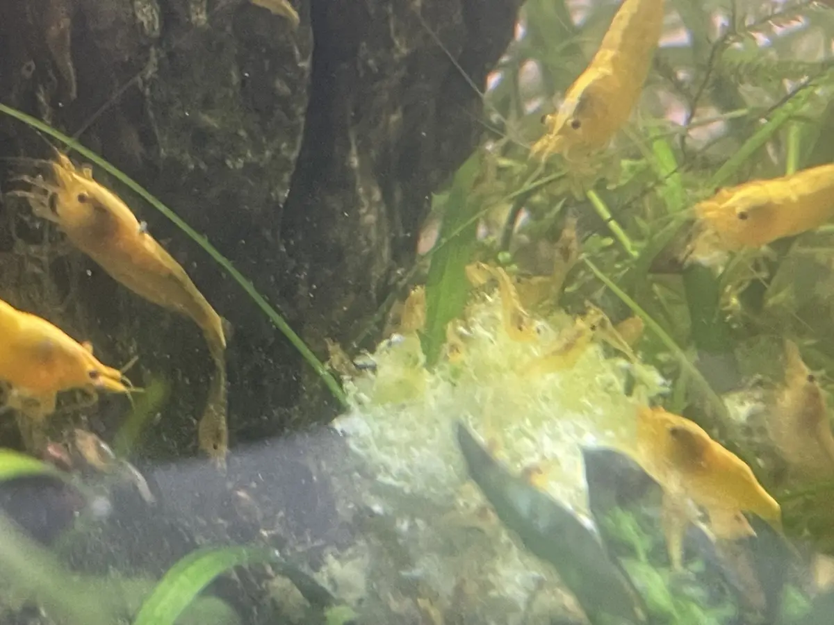 A blurry underwater photo shows numerous yellow shrimp clustered around a white, foamy food pile in an aquarium with green…