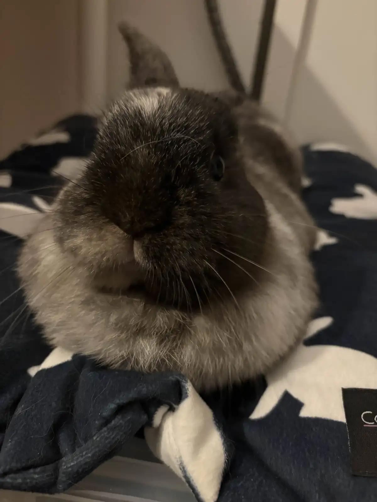 Just Relaxing: Chilling Vibes