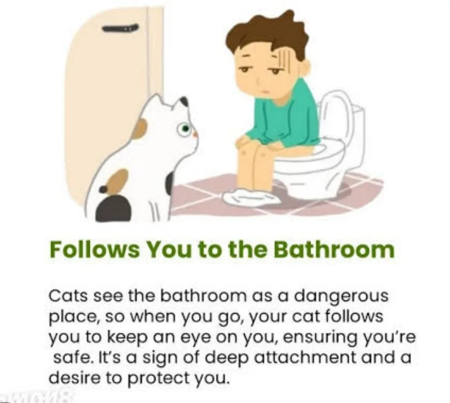 An illustrated image shows a cartoon boy sitting on a toilet looking sad, while a white cat with brown and black spots sits…