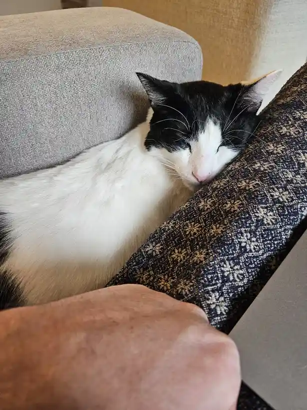A black and white cat is sleeping peacefully with its head resting on a patterned cushion on a grey couch, while a person's…