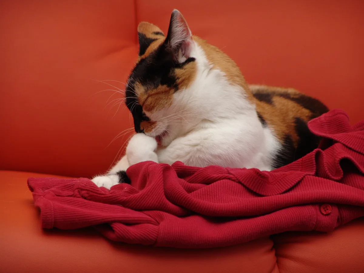 A calico cat with black, orange, and white fur is curled up on a red couch, licking its paw while resting on a crumpled red…