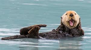 Celebrating Sea Otter Awareness Week!