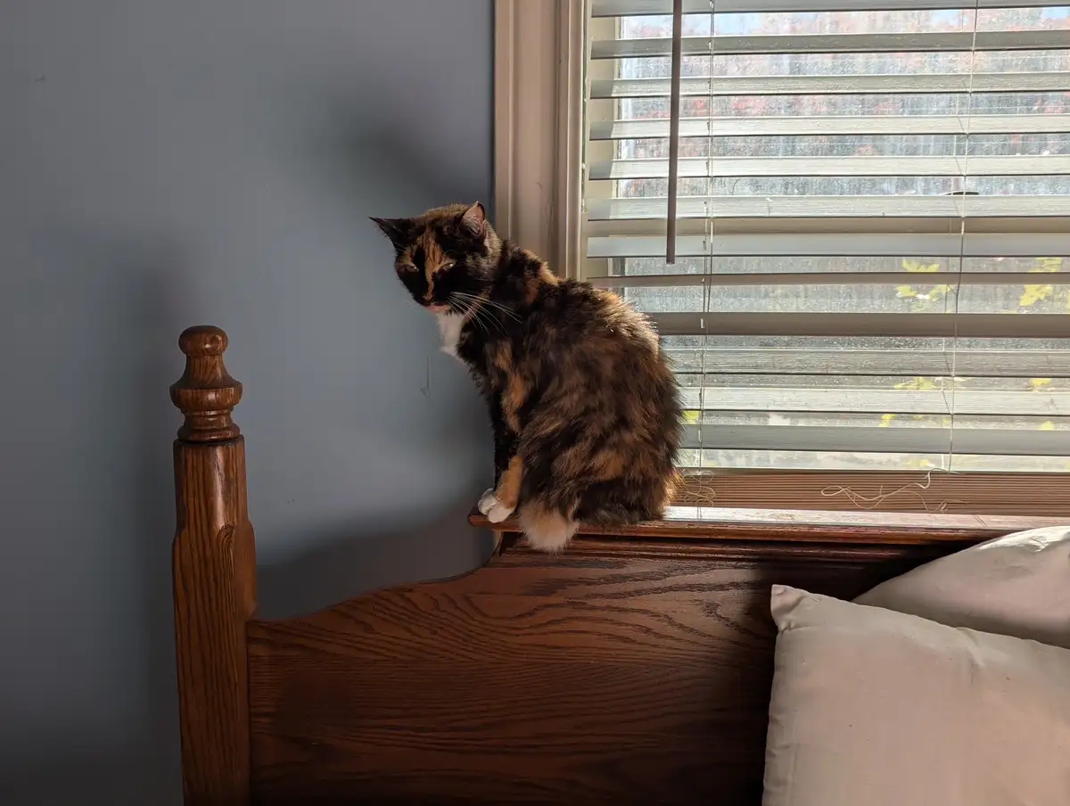 Celebrating Caturday with Feline Fun