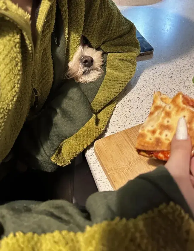 A small, fluffy white dog with a dark nose peeks out from inside a green, textured fleece robe worn by a person. The…