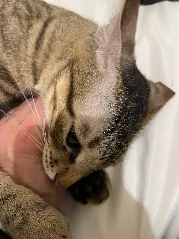A tabby cat with brown and black stripes is resting its head on a person's hand, looking down with a sad, disappointed…