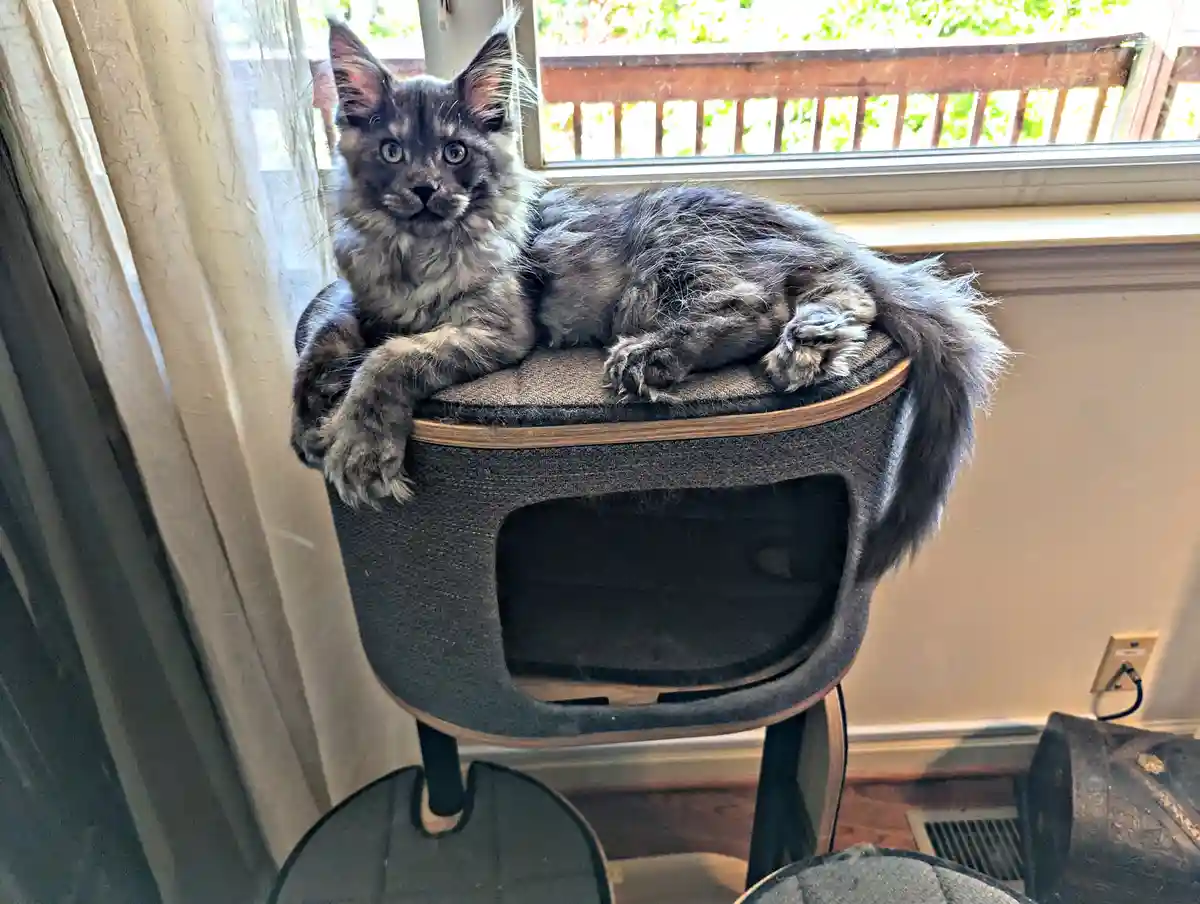 A fluffy gray and black kitten with wide, startled eyes sits atop a modern, dark gray cat tree perch near a window. The…