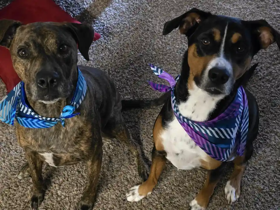 Warm Christmas Wishes from Sadie and Tigg!