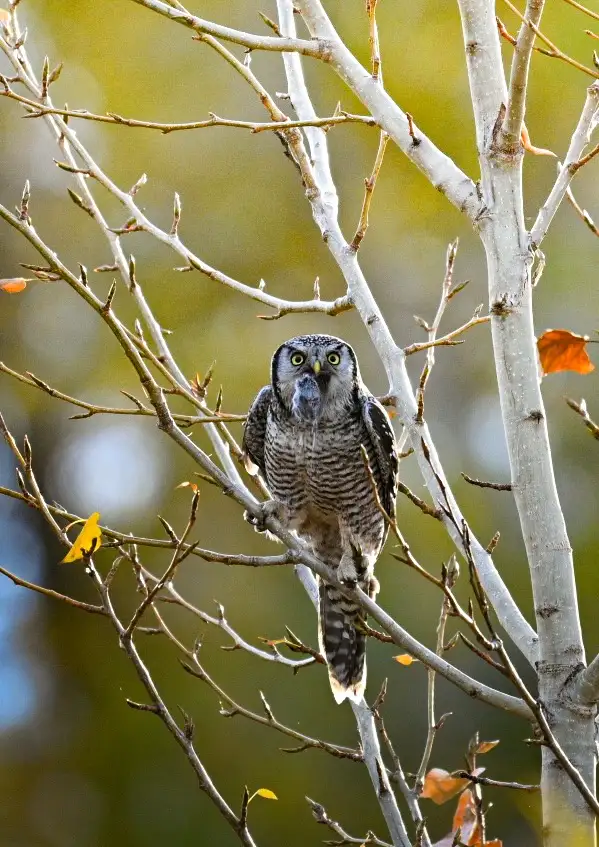 A close-up photograph shows a northern hawk owl perched on a bare, light-colored tree branch with a few scattered autumn…