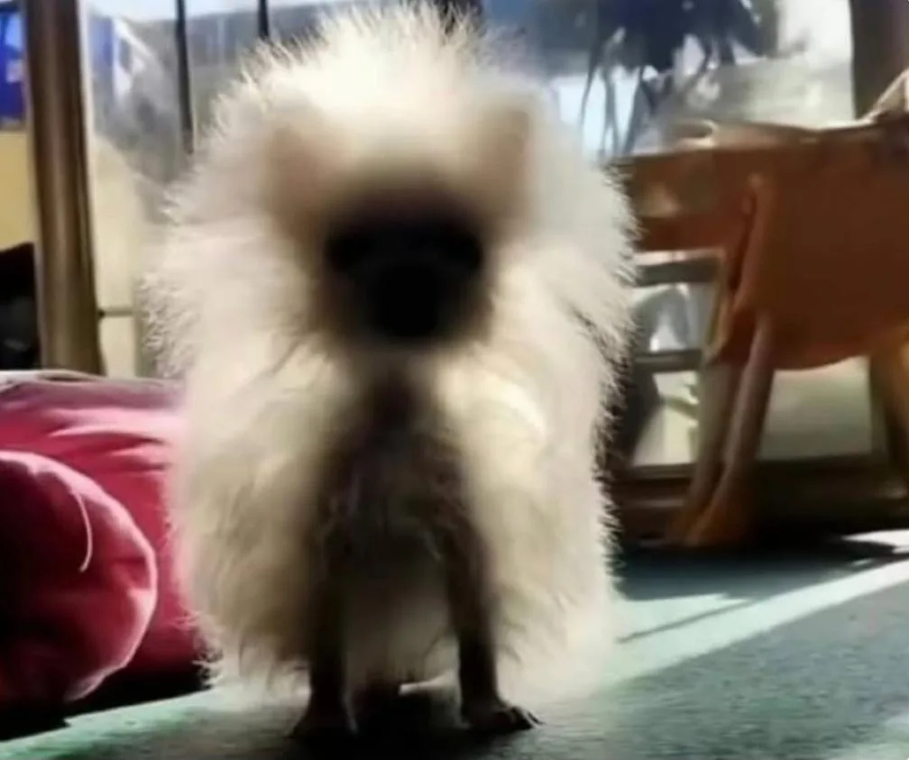 25% dog, 75% pure fluffiness
