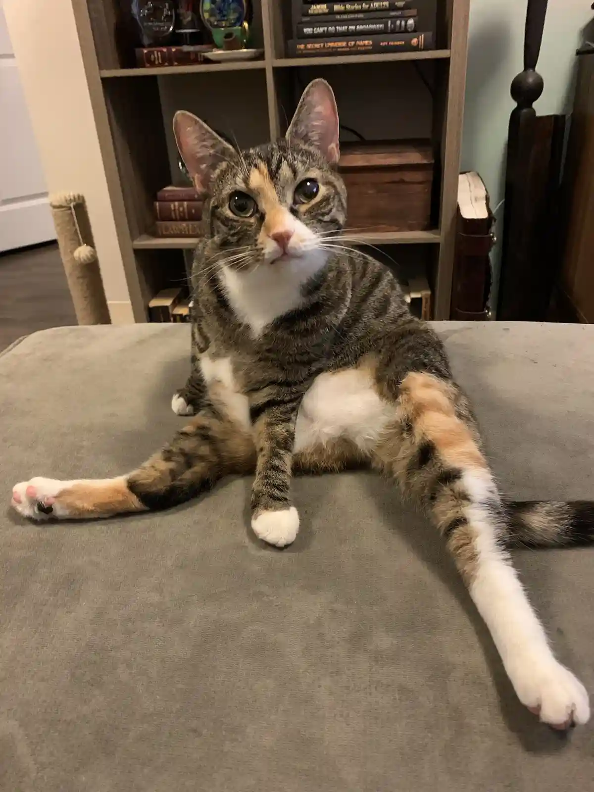 A calico tabby cat with green eyes and white paws lounges sprawled on a gray fabric surface, looking directly at the camera…