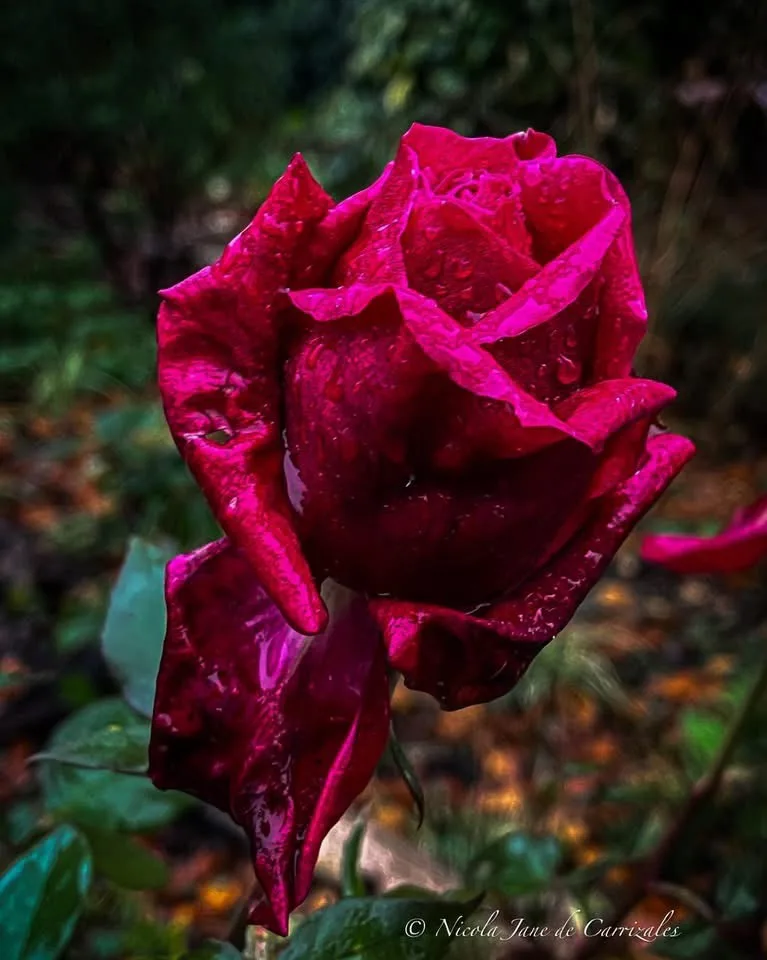 The Beauty of a Rose