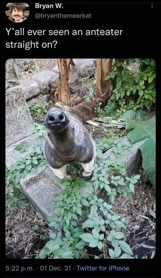 An anteater stands upright on stone steps in a lush, green, leafy environment, looking directly at the camera with its long…