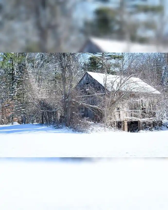 A snowy, rural scene shows a weathered wooden barn partially obscured by bare, snow-dusted trees. The ground is covered in…