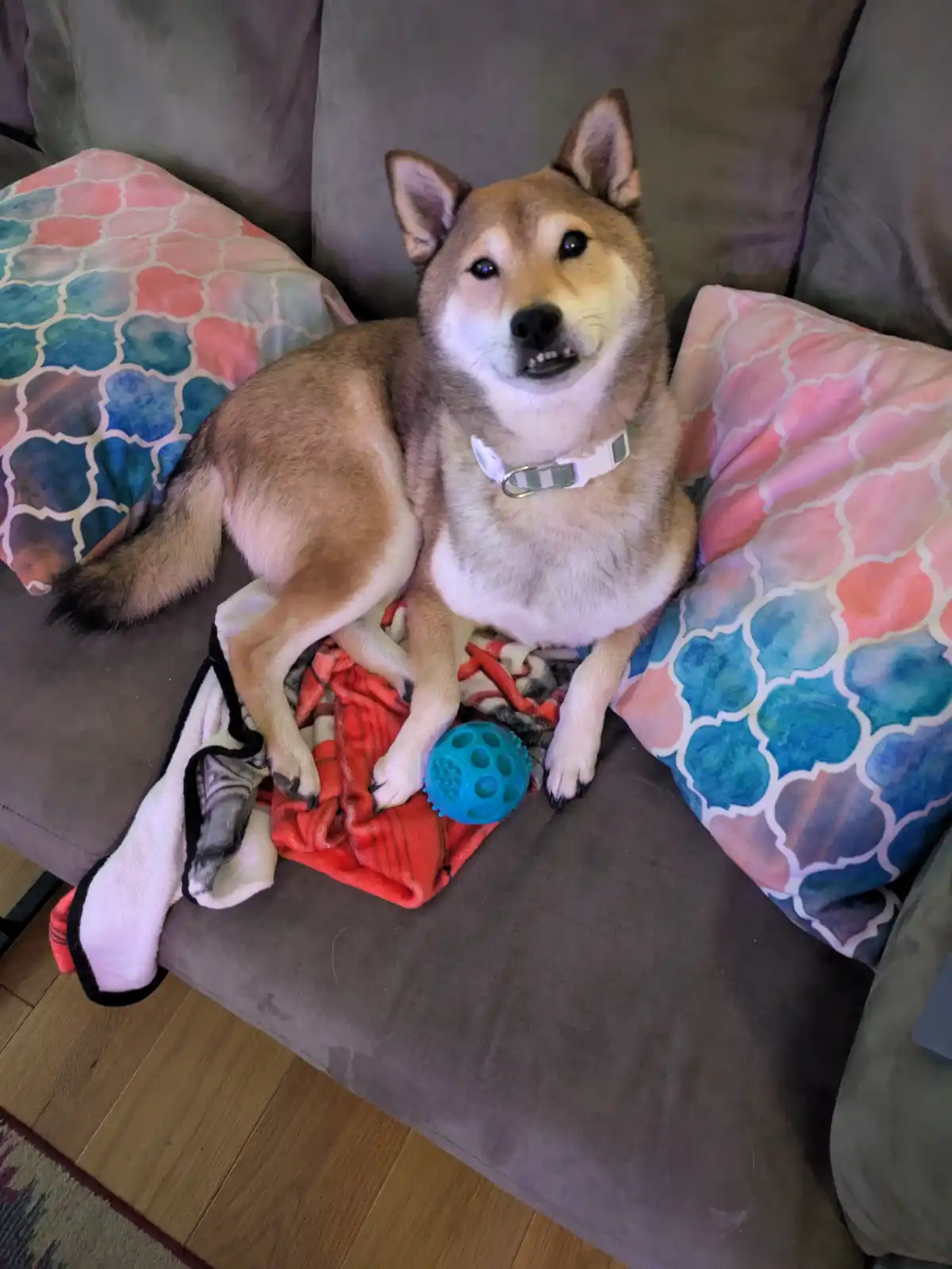 A tan and white Shiba Inu dog sits on a gray couch between two patterned pillows, looking directly at the camera with a…
