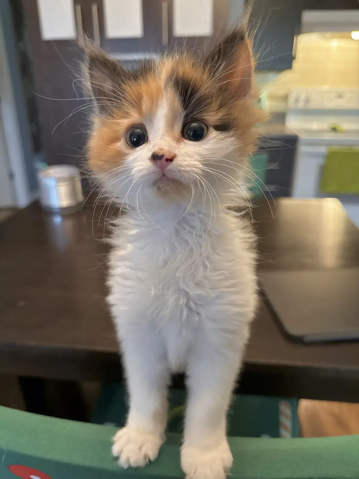 A small calico kitten with wide, innocent eyes and fluffy white fur stands on a green surface, looking directly at the…