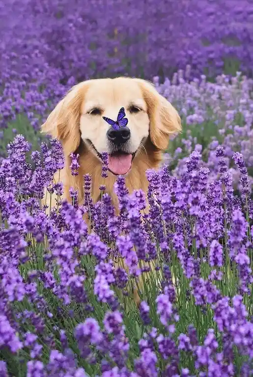 a golden retriever sits happily in a field of purple lavender flowers, its nose adorned with a digitally added purple…