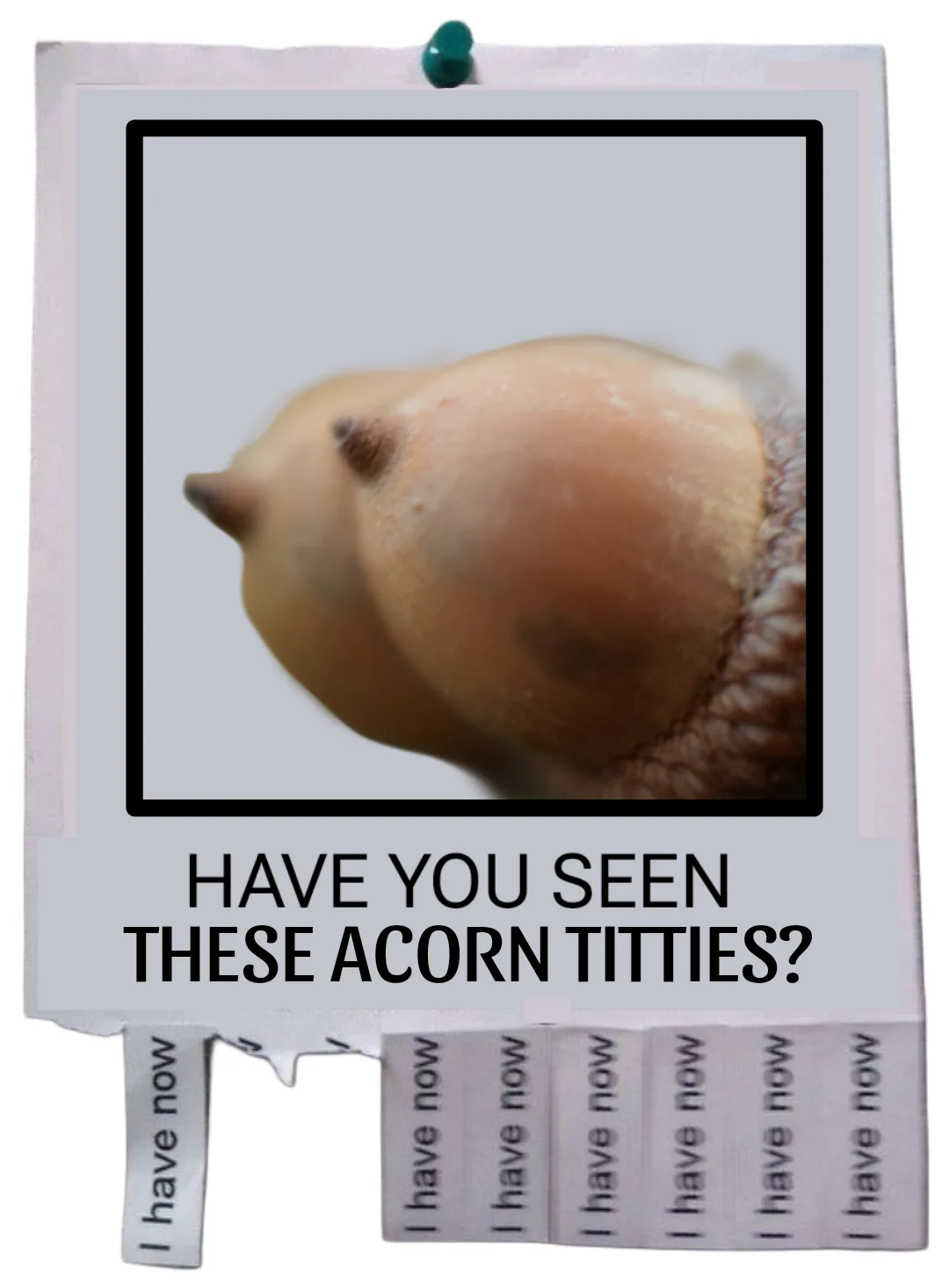 A polaroid-style photo shows a close-up of an acorn, with its cap and nut clearly visible, humorously overlaid with the text…
