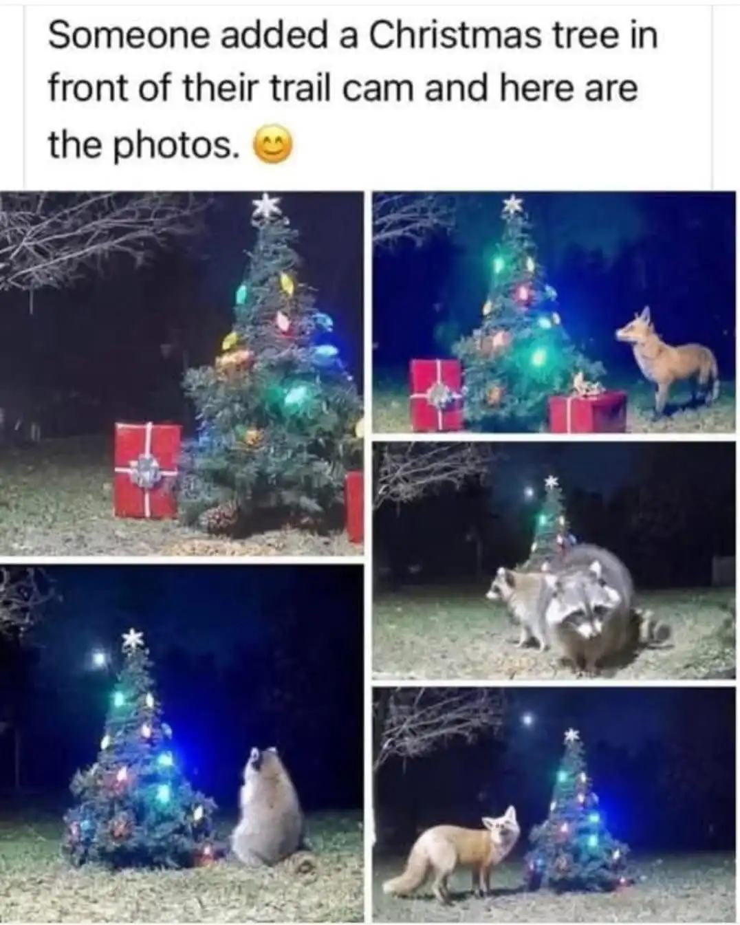 A collage of five nighttime trail camera photos shows a decorated Christmas tree with lights and presents in a yard. Various…