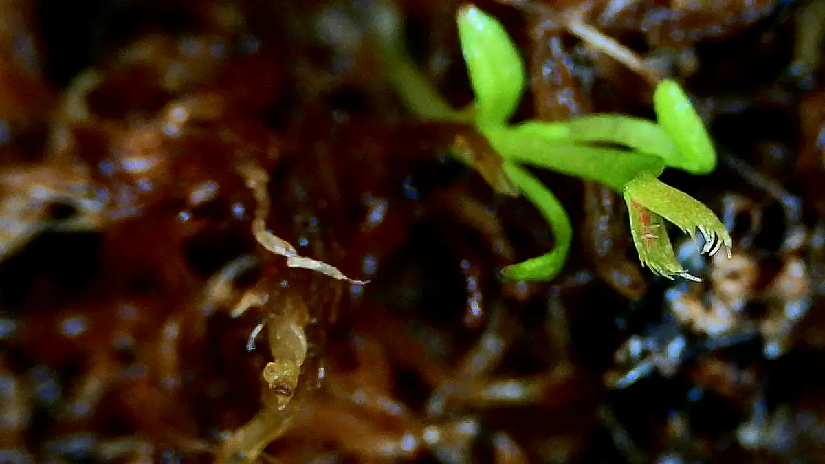 A close-up photo shows a tiny green plant sprout emerging from brown, textured soil or moss. The sprout has several…