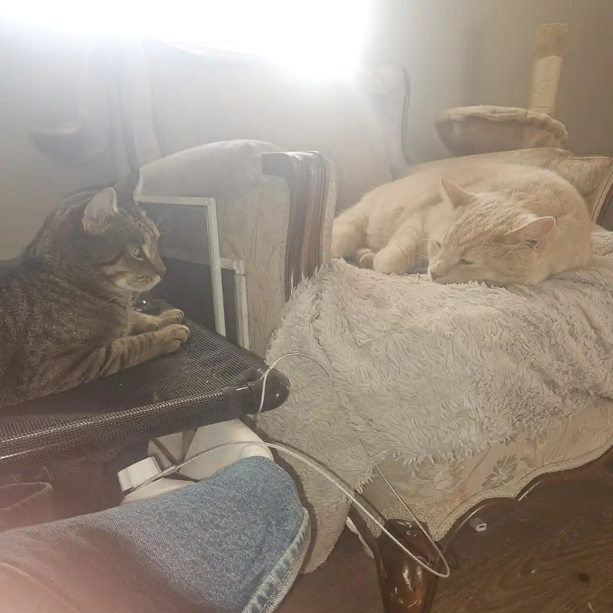 A tabby cat sits alertly on a chair armrest, staring intently at a laptop screen, while a cream-colored cat sleeps soundly…