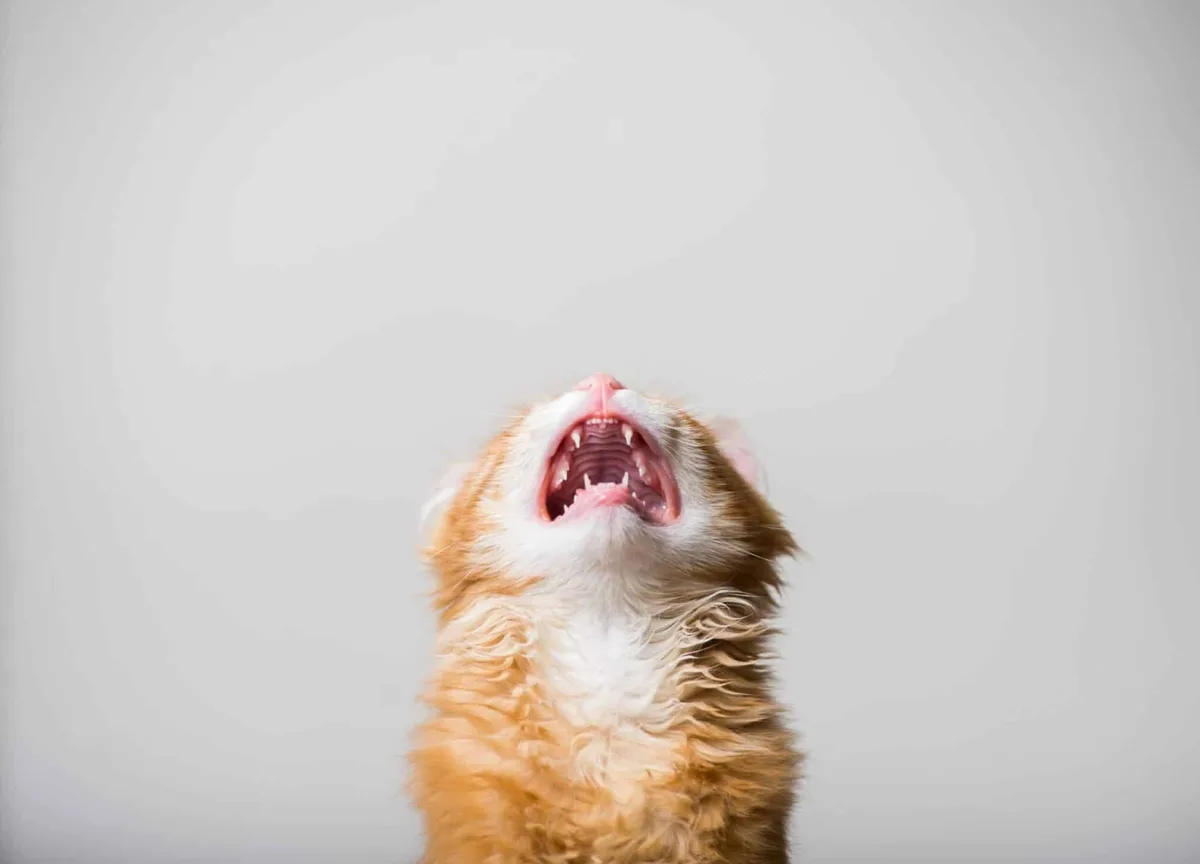 Can I Get a Scream? Let It Out, Y'all!