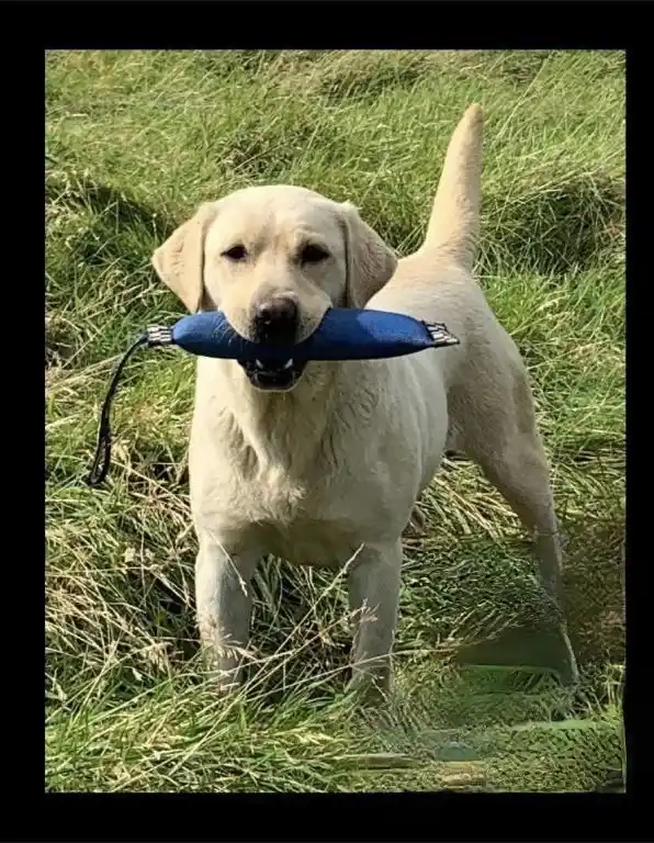 Introducing Bogarie Arran Labrador, affectionately known as 'Alba'
