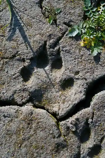 A close-up photo shows a natural paw print impression in cracked, mossy gray pavement, with small green plants growing…