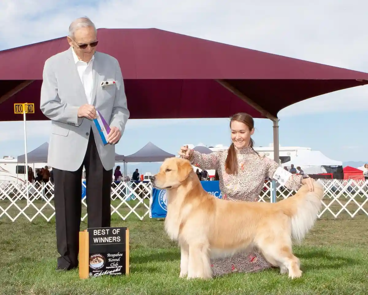 A golden retriever stands proudly at a dog show, being presented with a ribbon by a smiling handler, while a judge in a grey…