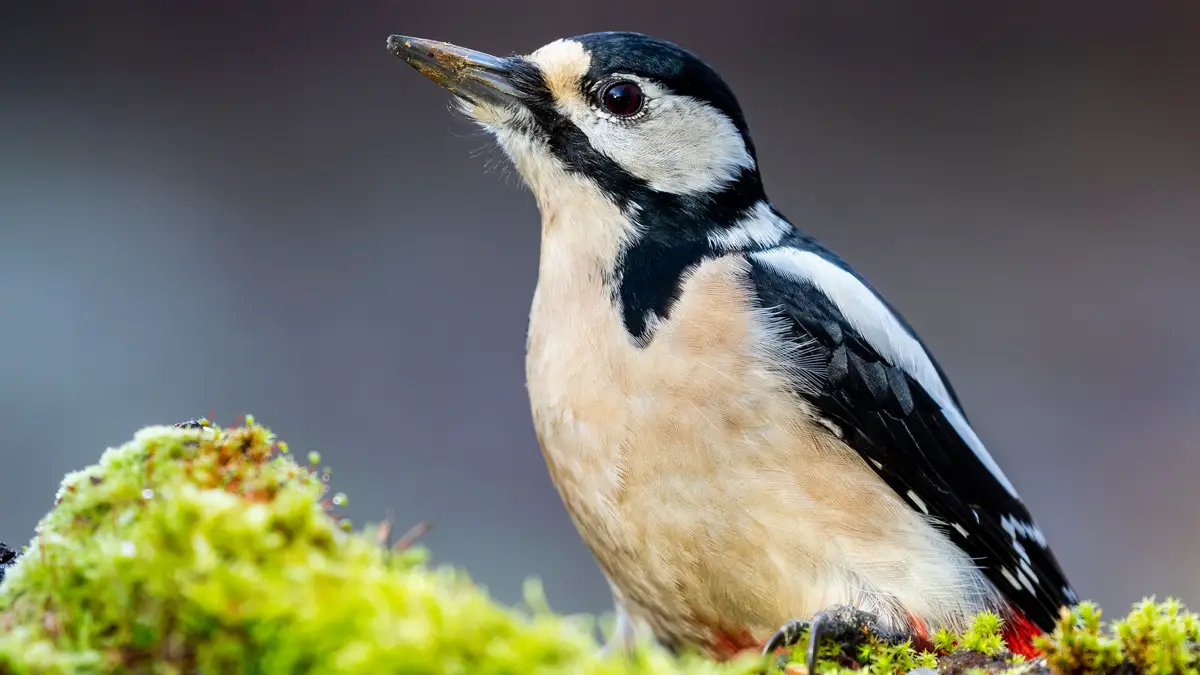 Woodpeckers slam their noses 20 times a second into trees without getting a headache. Despite producing over 1,200 g-force…