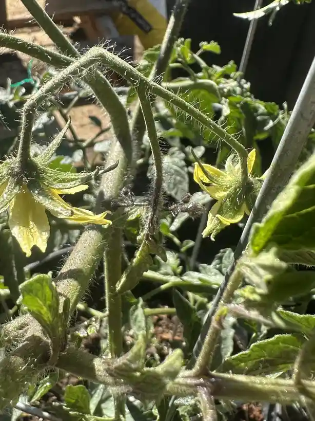 Exploring Tomato Plant Mutations