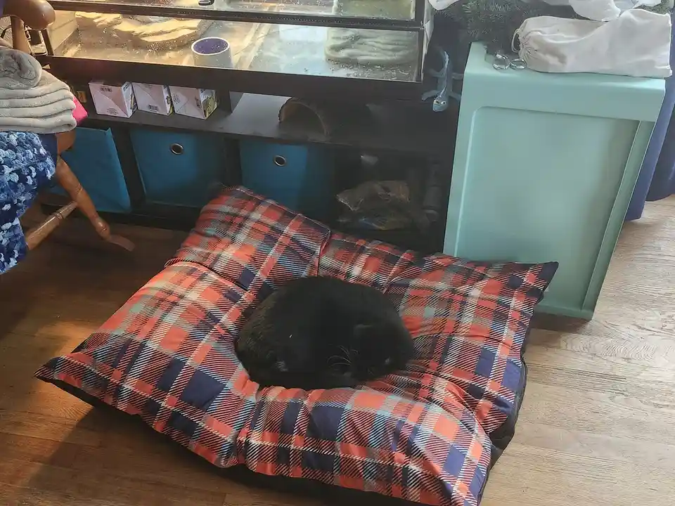 A black cat is curled up and sleeping on a large, orange, blue, and white plaid pet bed placed on a wooden floor. Behind the…