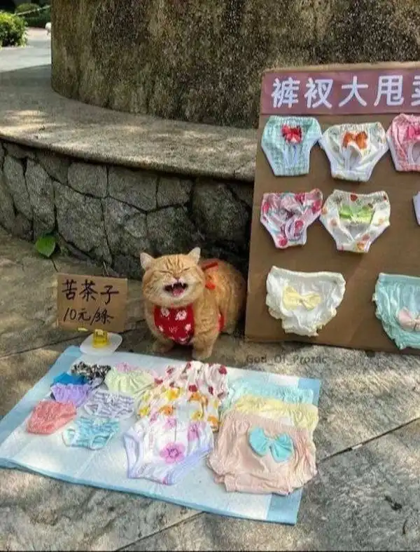 An orange cat wearing a red bib sits beside a cardboard display of colorful baby underwear, with a small sign reading '苦茶子…