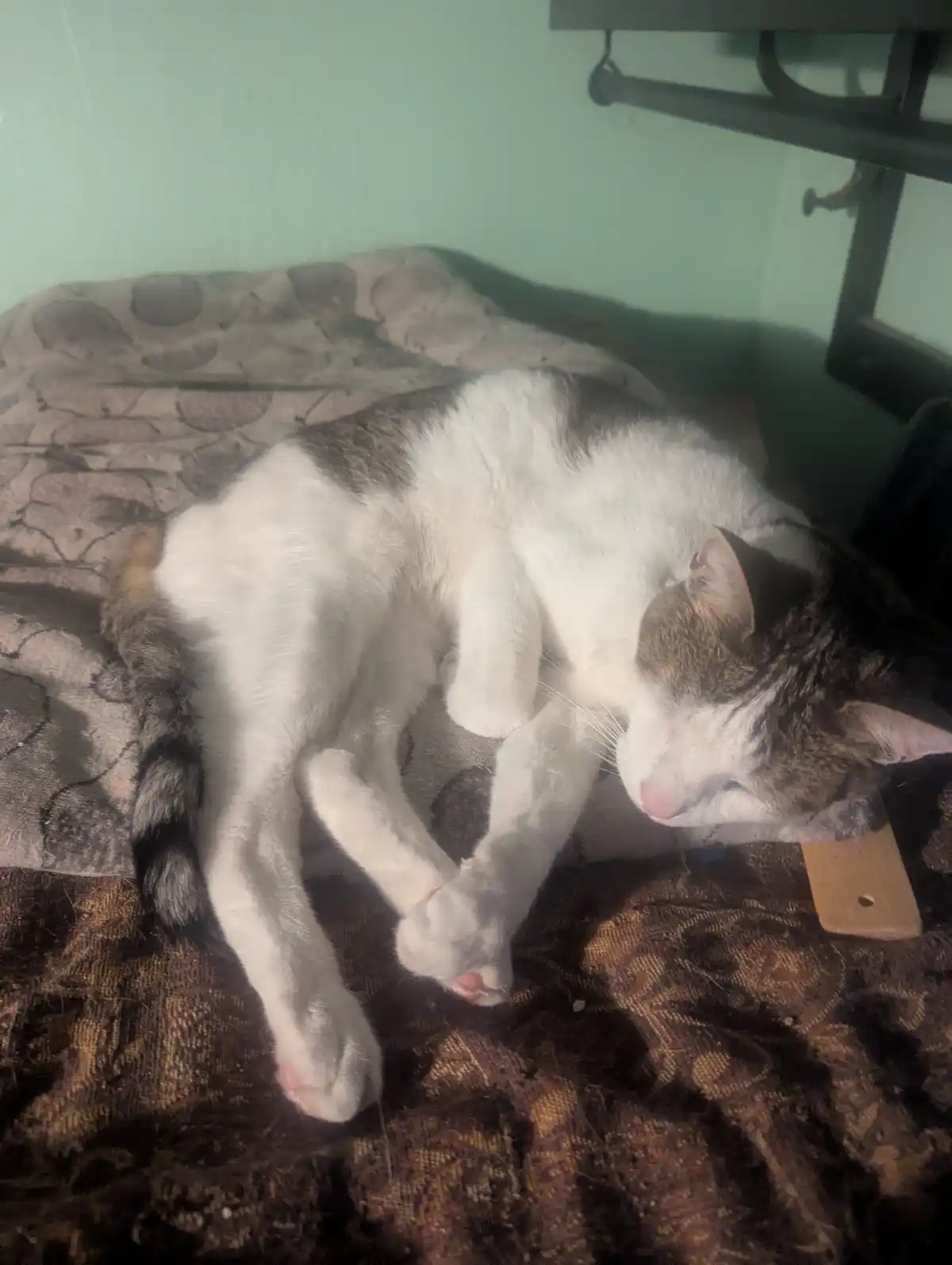 Celebrating Caturday in Style