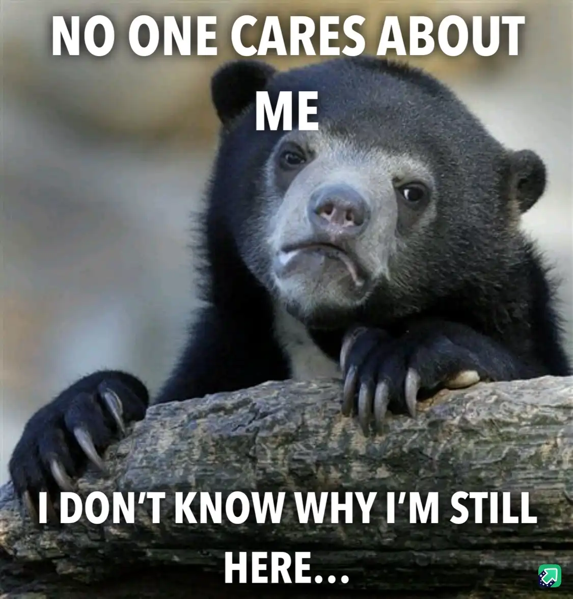 A close-up photo of a sad-looking spectacled bear resting its paws on a log, with large white text overlaid that reads 'NO…