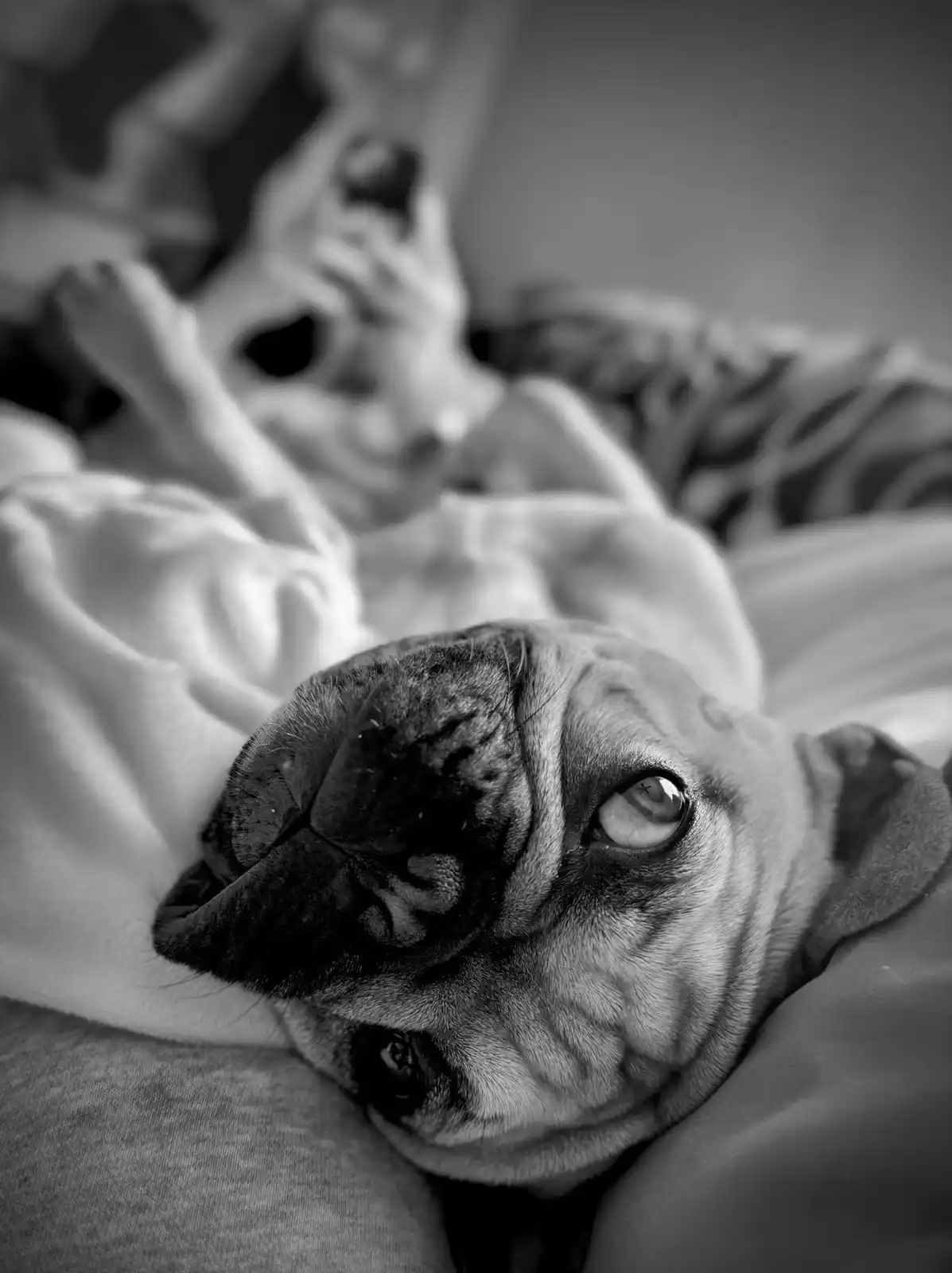 A black and white photo shows a pug dog lying on its back on a bed, looking up with one eye wide open and the other closed…