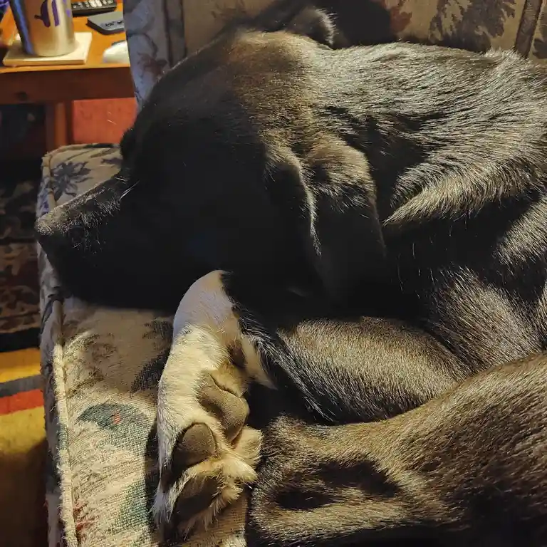 Meet Paw Tucker: The Cutest Companion