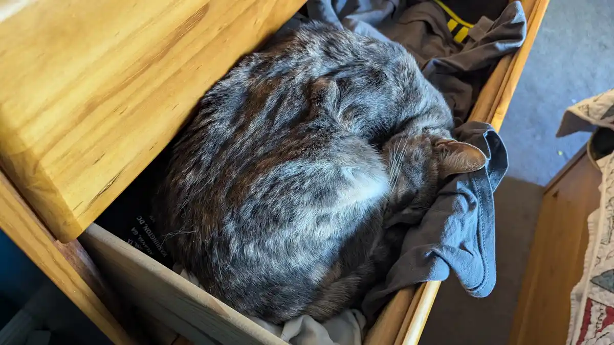 Wishing You a Cozy Caturday Just Like This!