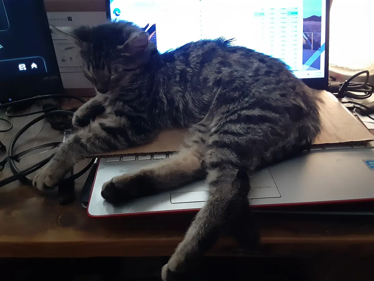 A tabby cat is lying stretched out on a laptop keyboard, which is covered with a piece of cardboard. The laptop screen is…